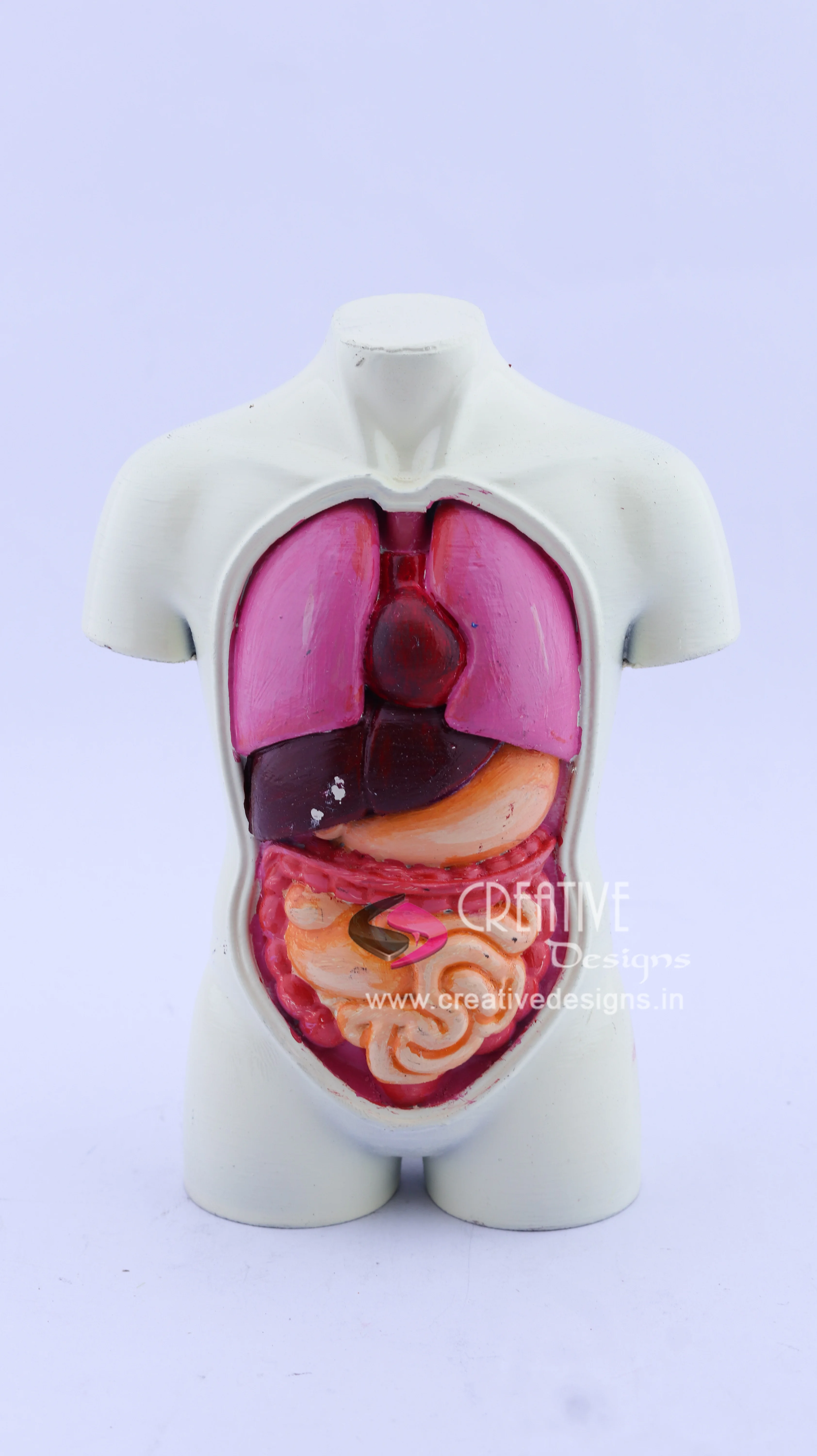 human-anatomy-3d-printed-model-vizag